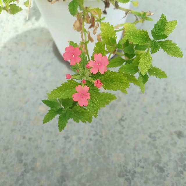 ieteriorさんの実例写真