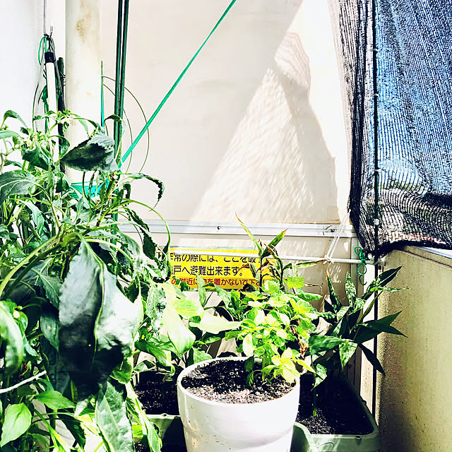 hanachanさんの部屋