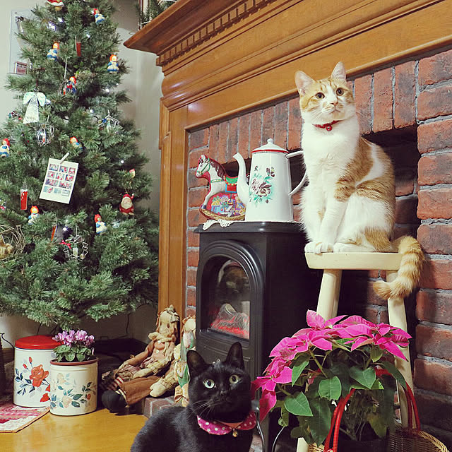 Satotanさんの実例写真