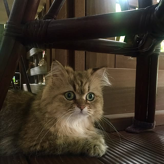 butachanさんの実例写真