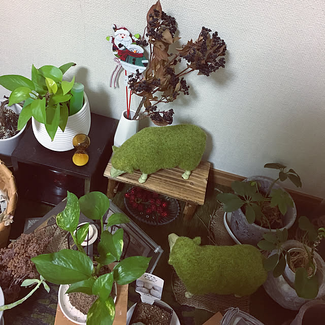 juboccoさんの実例写真
