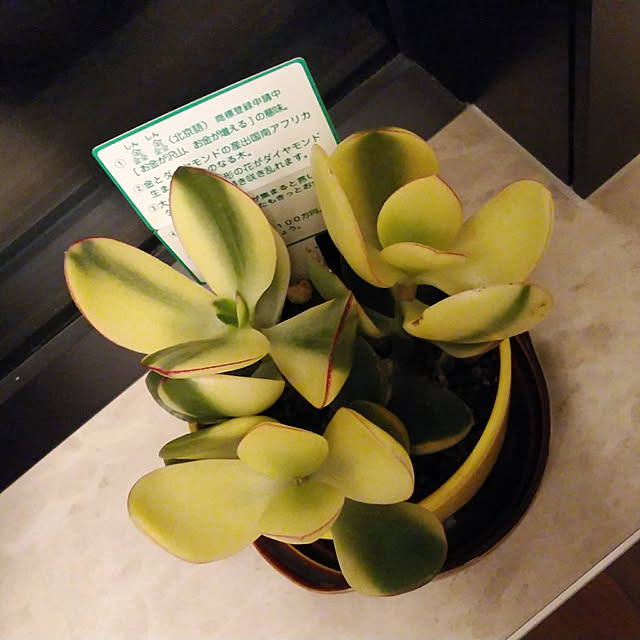 okapinさんの実例写真