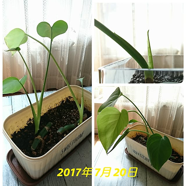 部屋全体/植物/日替わり投稿企画!木曜日/モンステラ成長記録/モンステラ...などのインテリア実例 - 2017-07-20 12:04:26