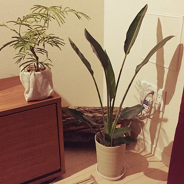 Junさんの実例写真