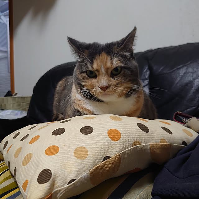 shinobuさんの実例写真