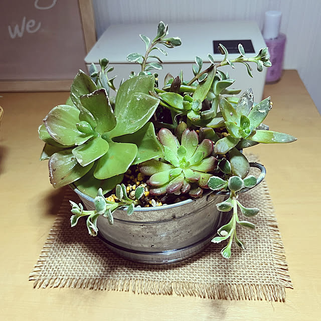 玄関/入り口/観葉植物/ダイソー/100均/多肉植物...などのインテリア実例 - 2025-06-03 18:04:05