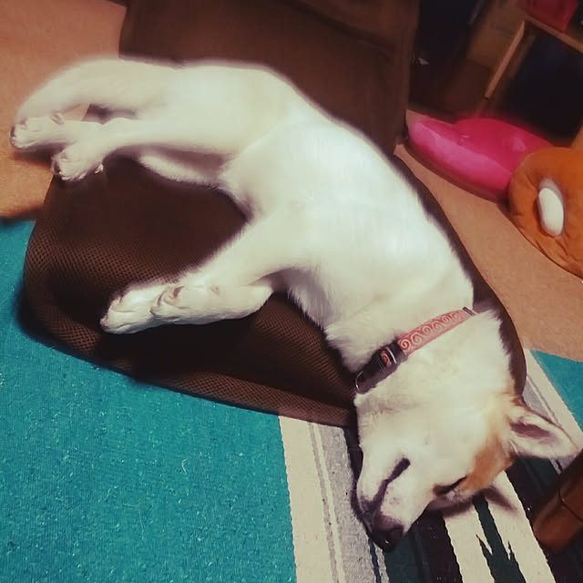 catLoverさんの実例写真