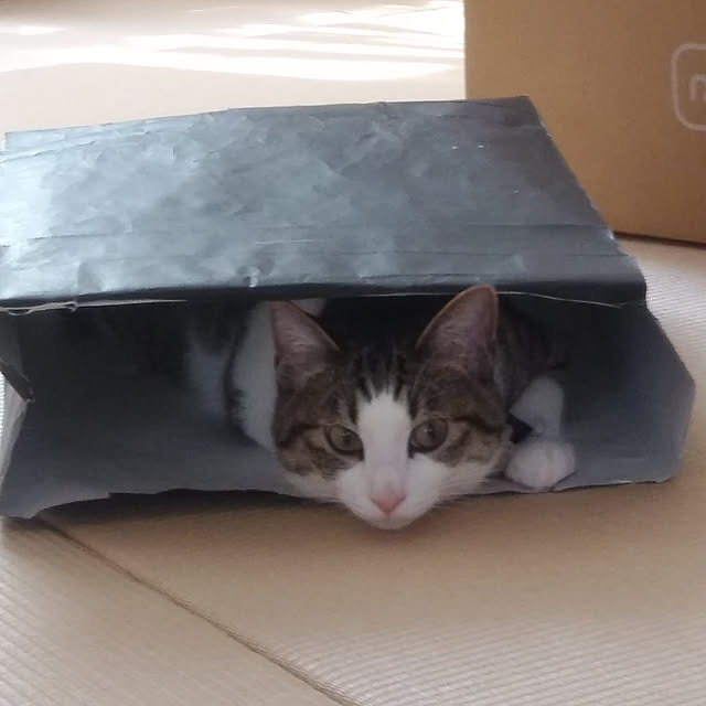 lovecats02さんの実例写真
