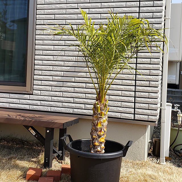 yuppiさんの実例写真