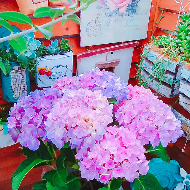 hana4504さんの実例写真
