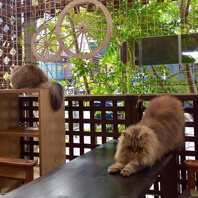 butachanさんの実例写真