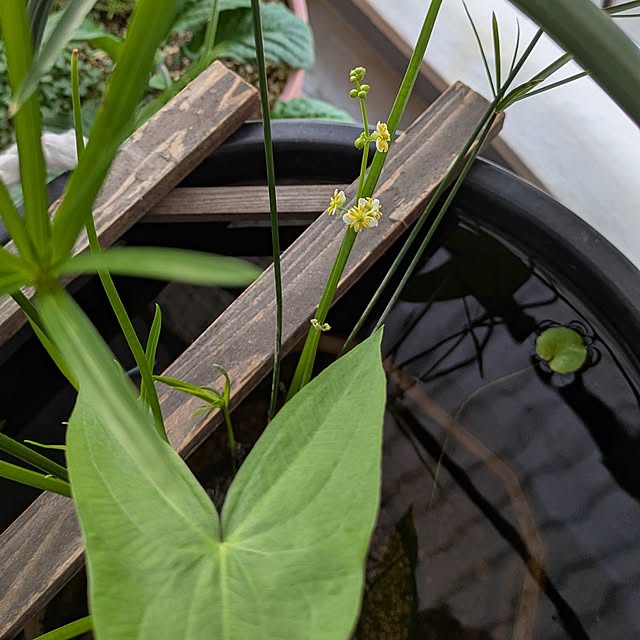 mi-saさんの部屋