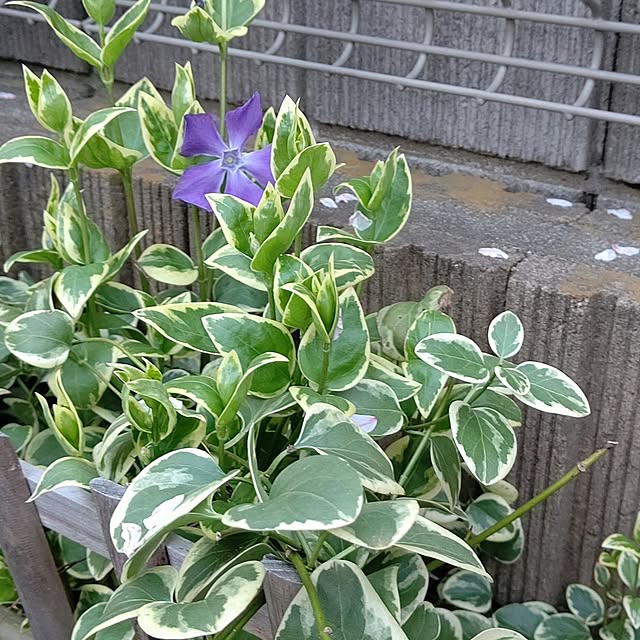 Ri-さんの実例写真