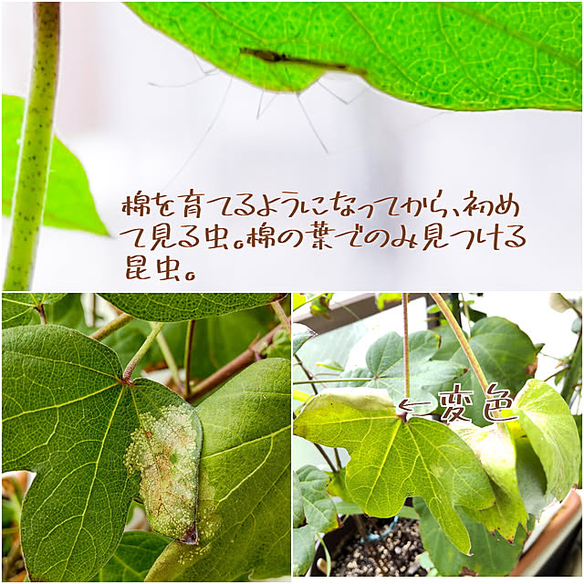 faunさんの実例写真