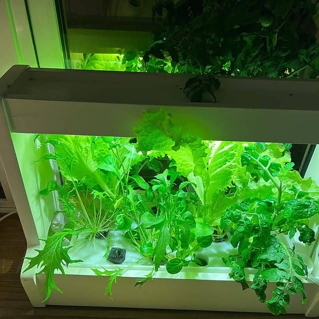 sakuraさんの部屋
