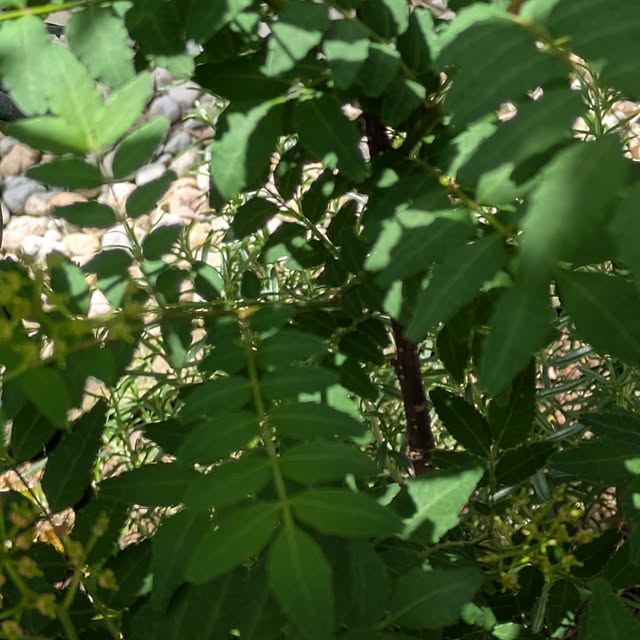 ramuramuさんの部屋