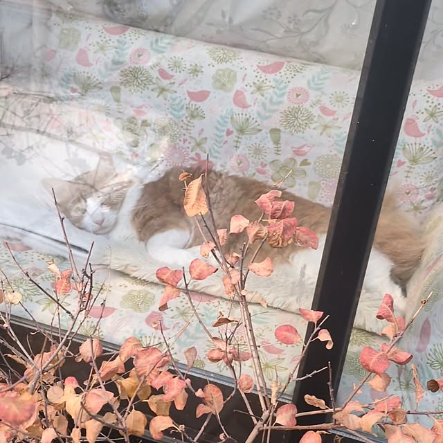 mori_6_12さんの実例写真