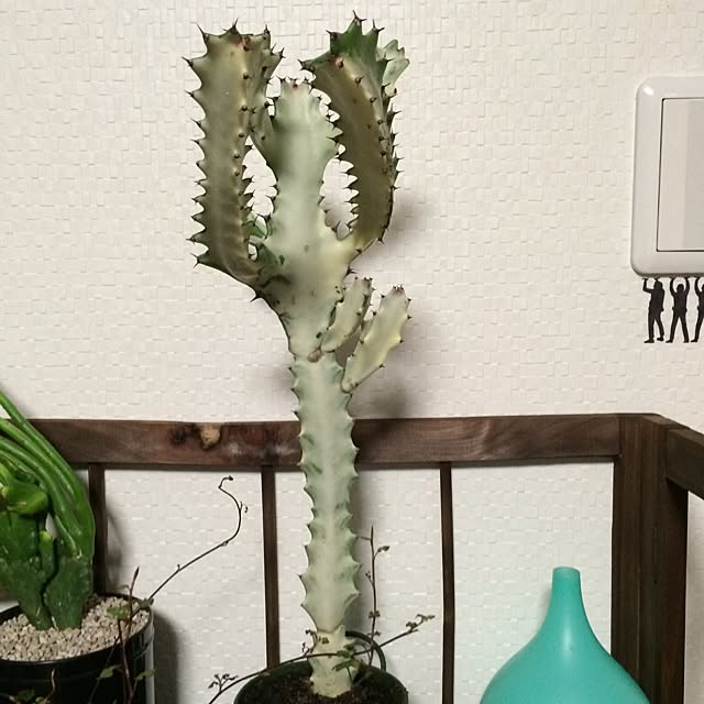 505さんの実例写真