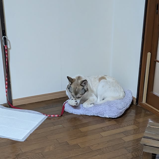 asaさんの実例写真