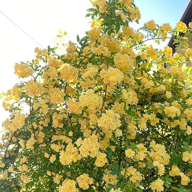 min_nimさんの実例写真