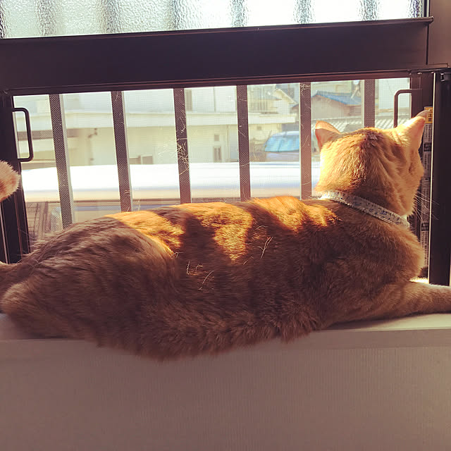 masakiさんの実例写真