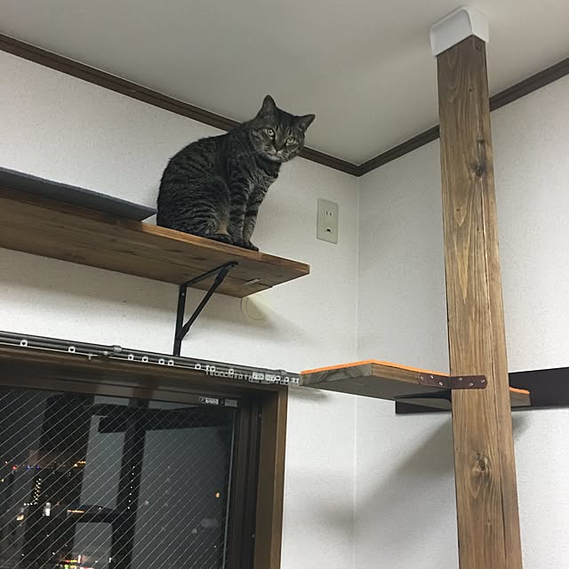 Toraさんの実例写真