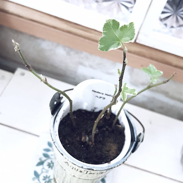 Appletreeさんの実例写真
