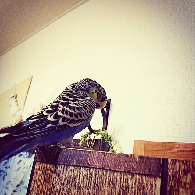 maimaiさんの実例写真