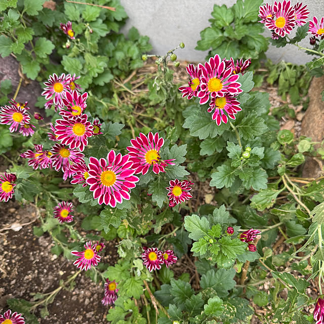 mamizaさんの部屋