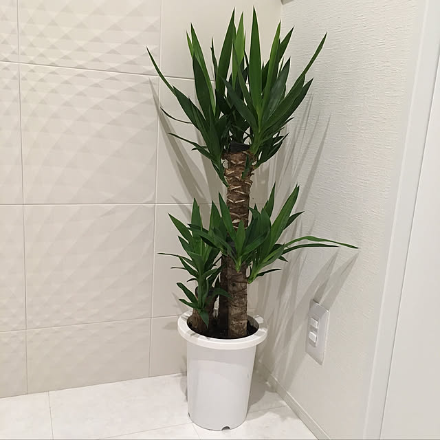 soraさんの実例写真