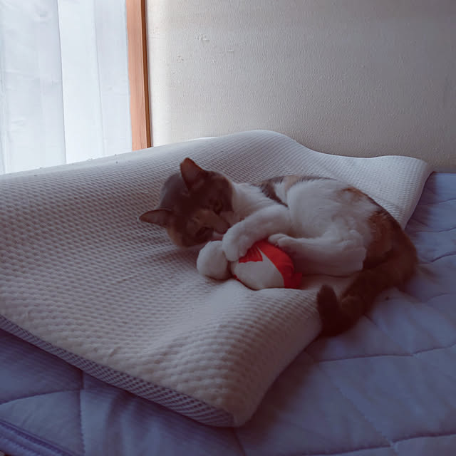 fukuさんの実例写真