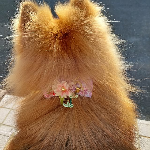 momoさんの実例写真