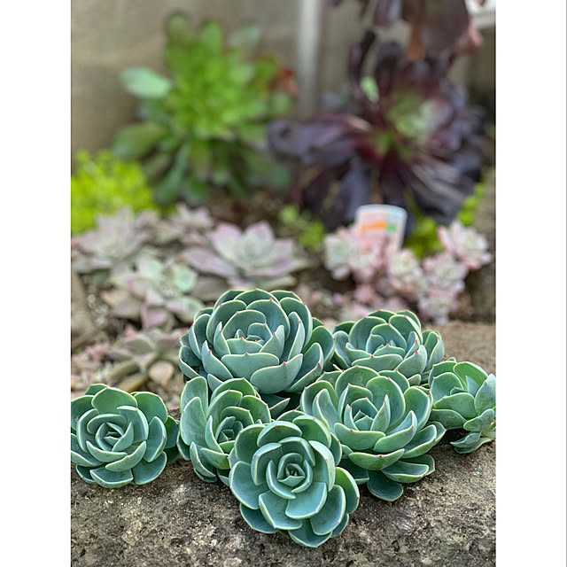 natulove0418さんの実例写真