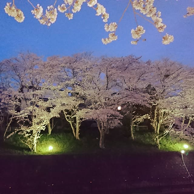 ベッド周り/インテリアじゃなくてすみません/インテリアどころか外！/夜桜/仕事中(笑)のインテリア実例 - 2017-04-13 15:49:24