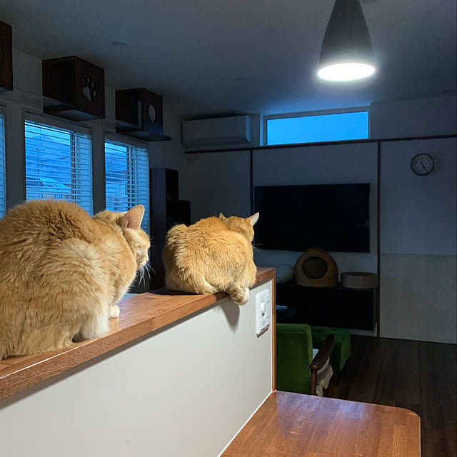 mikeume7さんの実例写真