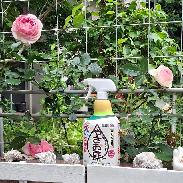 midoriさんの実例写真