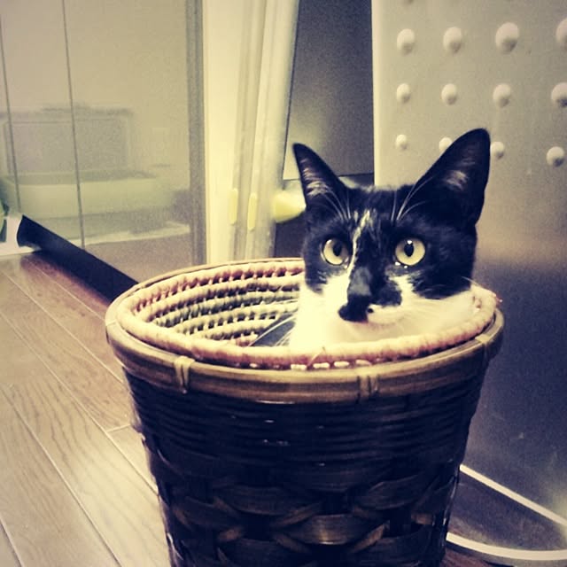 jnkaiさんの実例写真