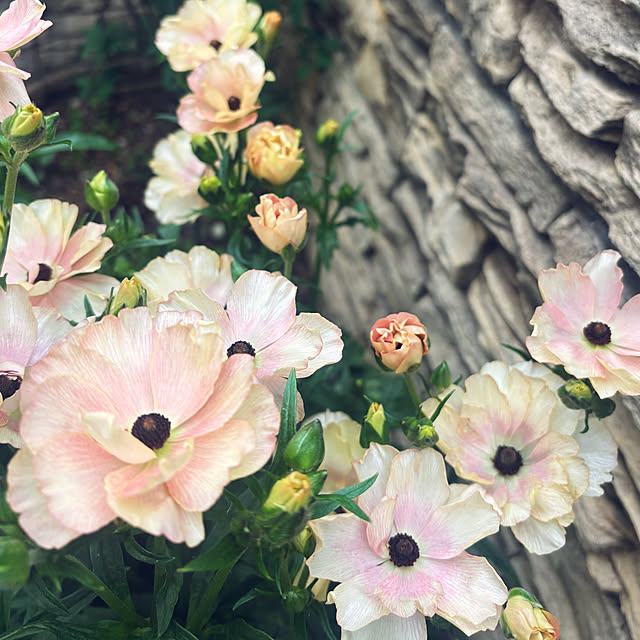 moainanoさんの部屋