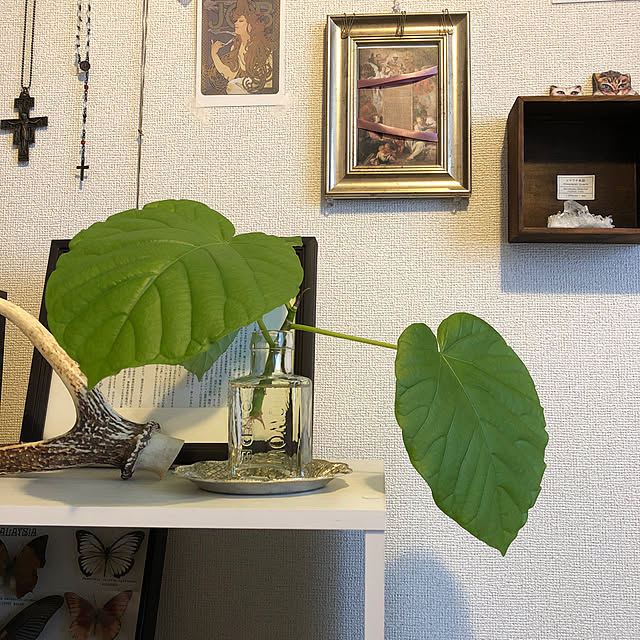 daifuku3yadeさんの実例写真