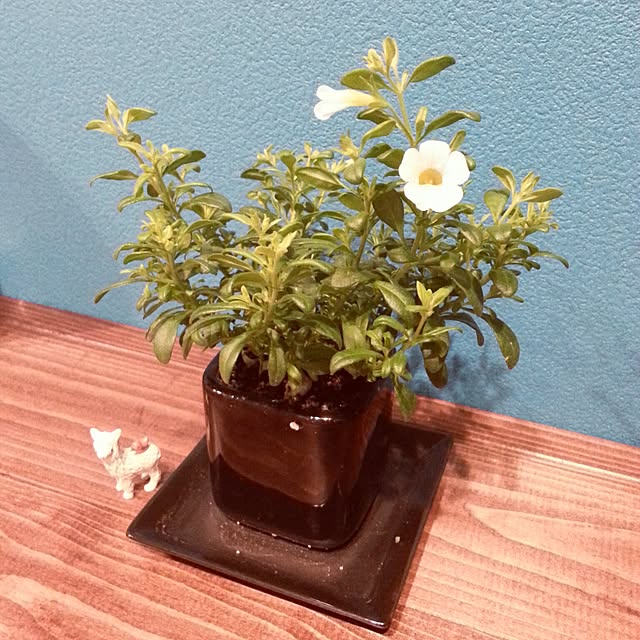 emzodaさんの実例写真