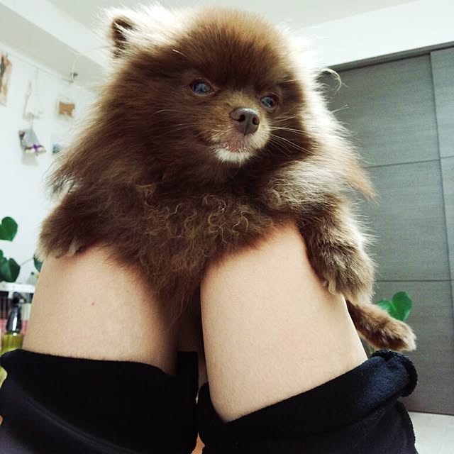 ariさんの実例写真