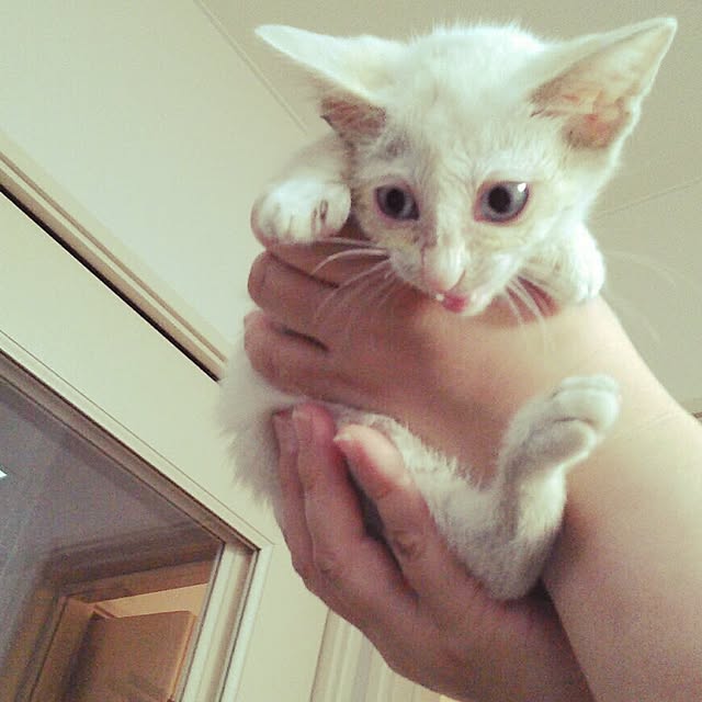 Rettiさんの実例写真