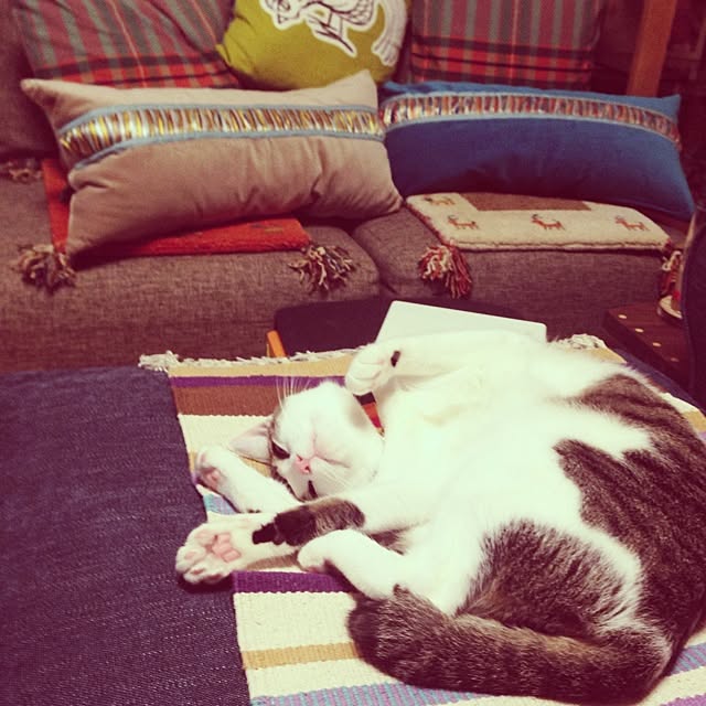 saisさんの実例写真