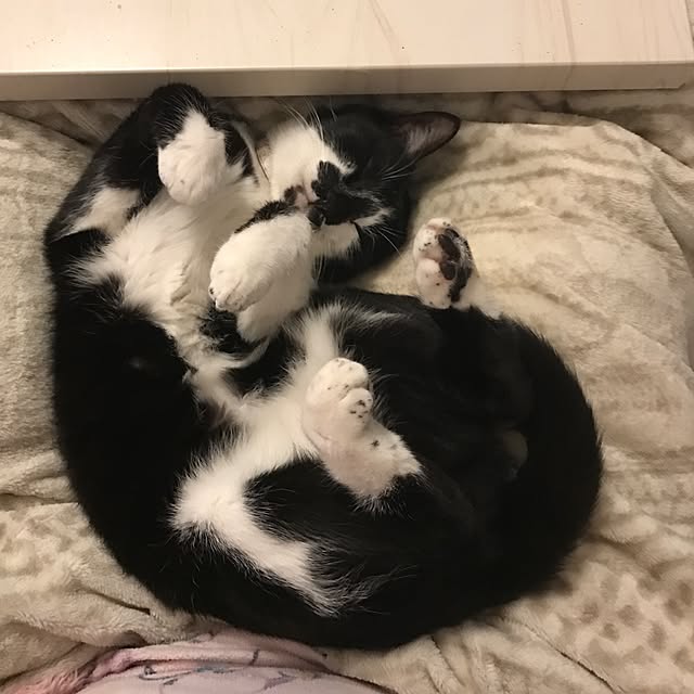miruさんの実例写真