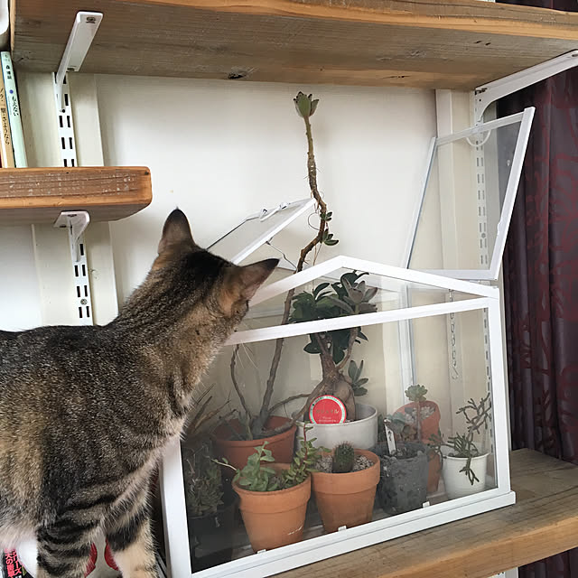 mikomaruさんの実例写真