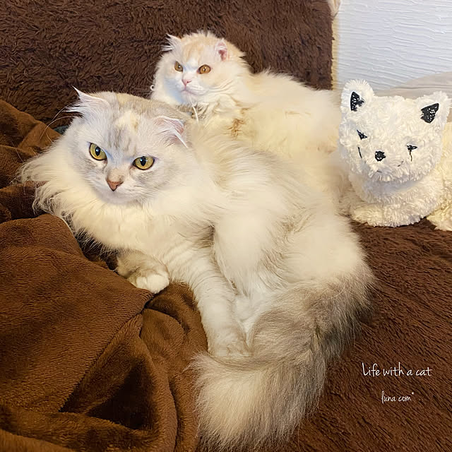 luna.comさんの実例写真