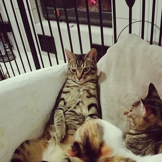 noraさんの実例写真