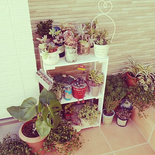 玄関/入り口/多肉植物/観葉植物/植物のインテリア実例 - 2015-06-29 17:35:22