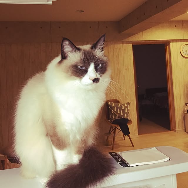 niko-25さんの実例写真