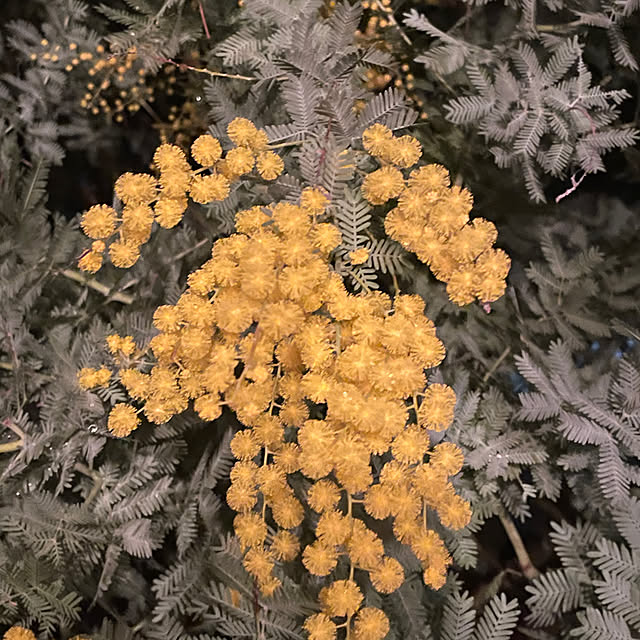 cottageroseさんの部屋